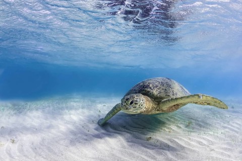 Green Turtle or Green Sea Turtle (Chelonia mydas)