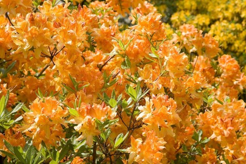 Blooming yellow Rhododendron (Rhododendron molle)