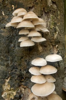 Porcelain Fungus (Oudemansiella mucida)
