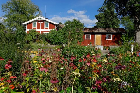 Herbal garden with coneflowers in the open-air museum Skansen