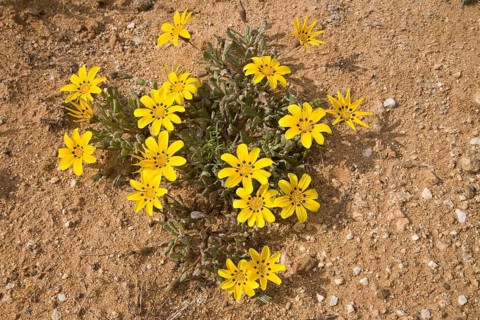 Gazania lichtensteinii