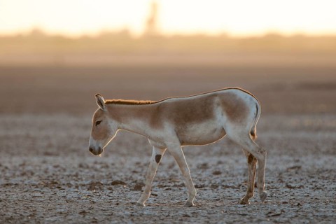 Onager or Asiatic wild ass (Equus hemionus)