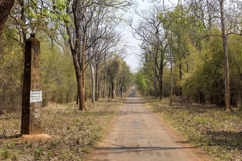 Dirt Road with historic columns in Tadoba National Park