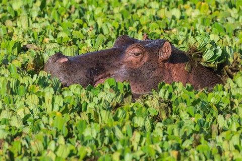 Hippopotamus (Hippopotamus amphibius) in a pond covered with water lettuce