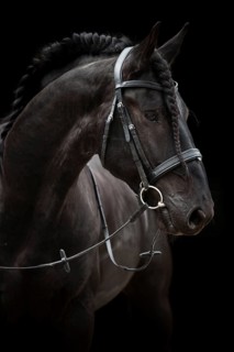Black Friesian