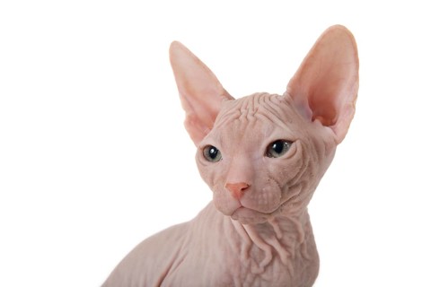 Don Sphynx kitten