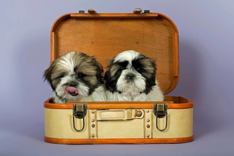Two Shih Tzu puppies