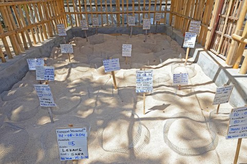 Artificial dune for hatching collected eggs of various sea turtles in a breeding station