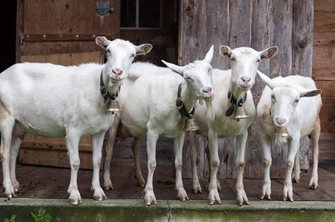 Goats (Capra hircus)