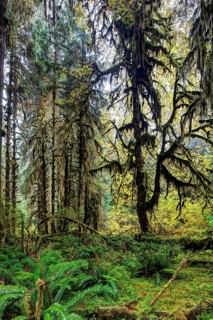 Hoh Rainforest