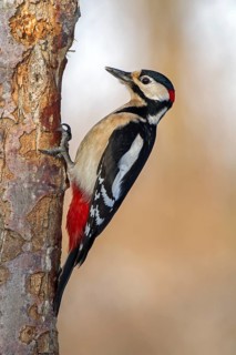 Great Spotted Woodpecker (Dendrocopos major)
