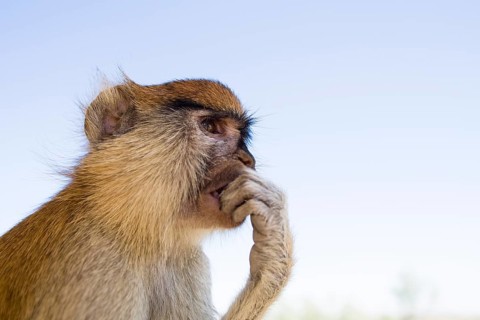 Patas Monkey (Erythrocebus patas)