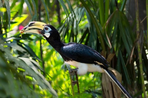 Southern Pied-Hornbill (Anthracoceros convexus)