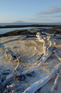 Drift wood