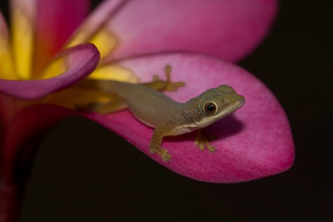 Day Gecko (Phelsuma spp.)