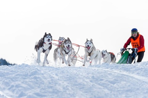 Sled dog racing