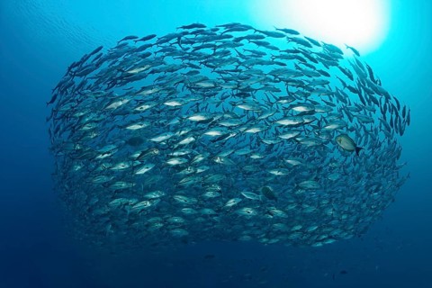 Swarm Bigeye trevallies (Caranx sexfasciatus)