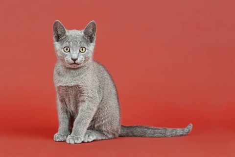 Russian Blue kitten