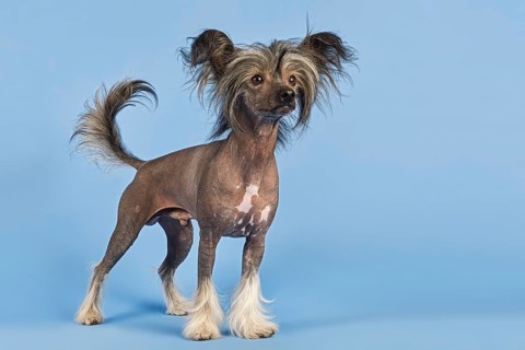 Chinese Crested Dog