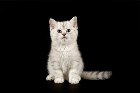 Selkirk Rex