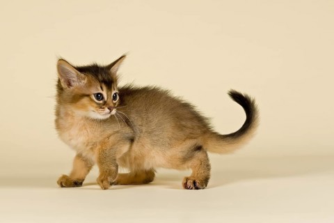 Somali kitten