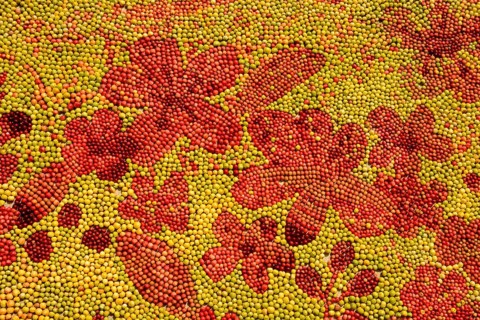 Detail of the world's greatest apple picture