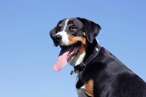 Appenzeller Sennenhund
