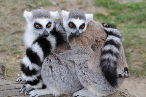 Ring-tailed Lemurs (Lemur catta) sitting close together in the zoo