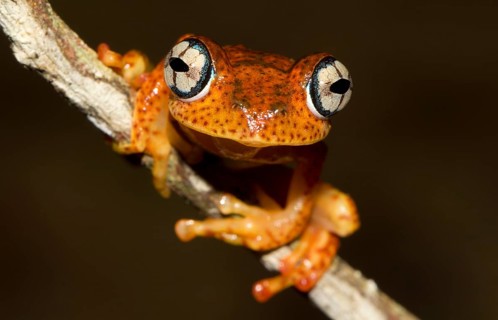 Boophis Pyrrhus Frog (Boophis pyrrhus) in the rainforest of Andasibe