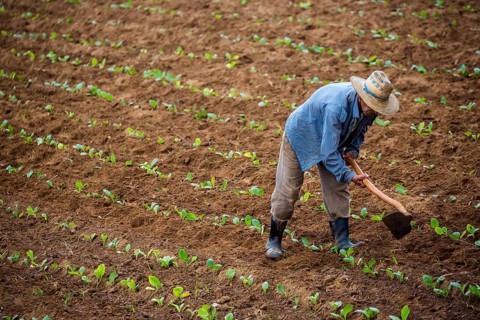 Farmer cultivating his tobacco field in the Vinales Valley