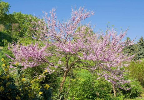 Eastern Redbud (Cercis canadensis)