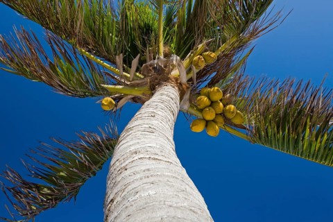 Coconut palms