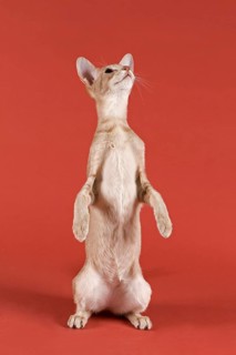 Pedigree cat