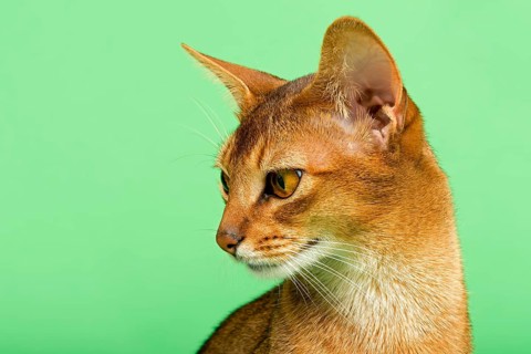Abyssinian cat