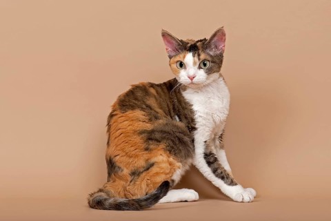 Devon Rex
