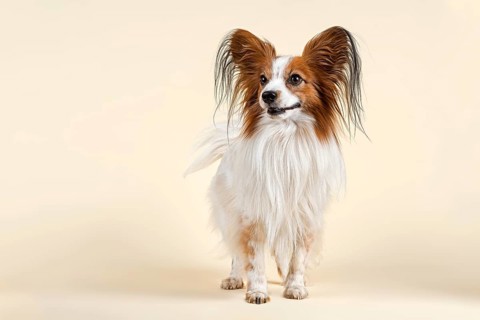 Papillon dog