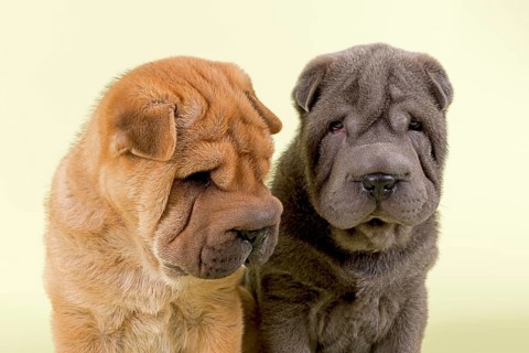 Two Shar Pei puppies
