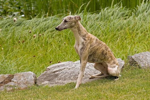 Whippet