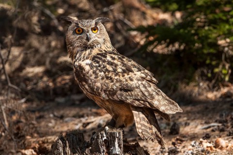 Eurasian Eagle-owl (Bubo bubo) in the forest