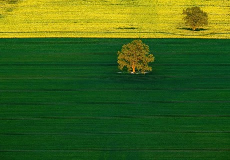 Trees in a green field and a flowering rape feed