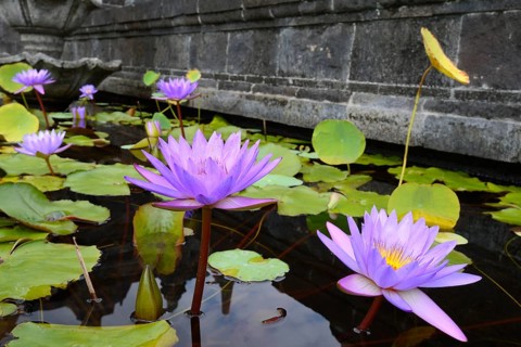 Blue Lotus