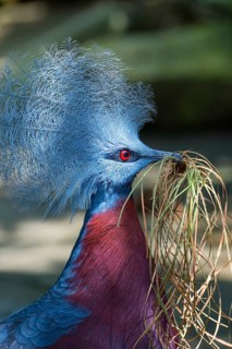 Western Crowned Pigeon or Common Crowned Pigeon (Goura cristata)