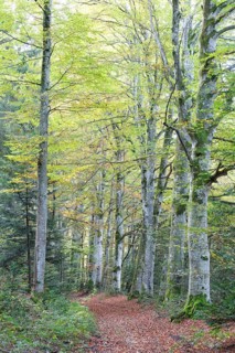 Forest of Meydat