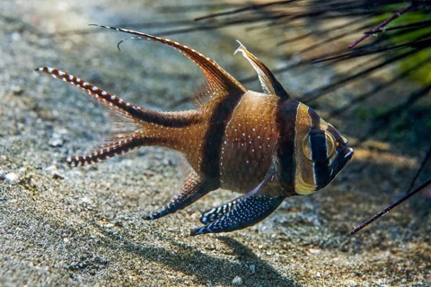Banggai cardinalfish (Pterapogon kauderni)