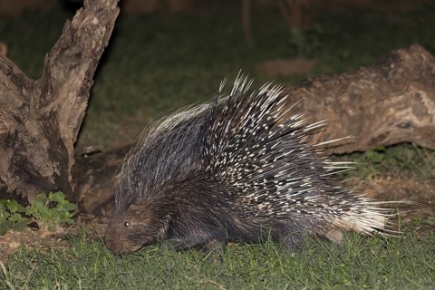 Crested Porcupine (Hystrix cristata) adult