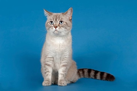 Selkirk Rex cat