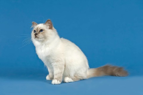 Birman Cat