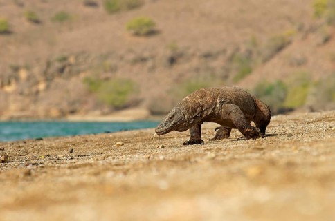 Komodo Dragon (Varanus komodoensis)