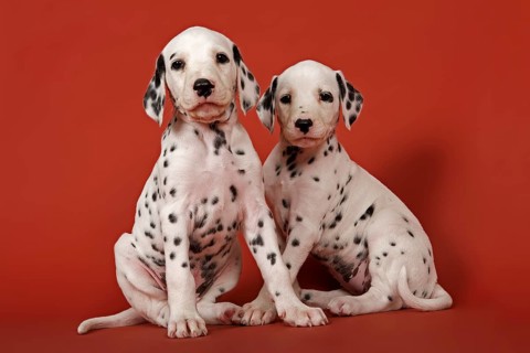 Two Dalmatian puppies