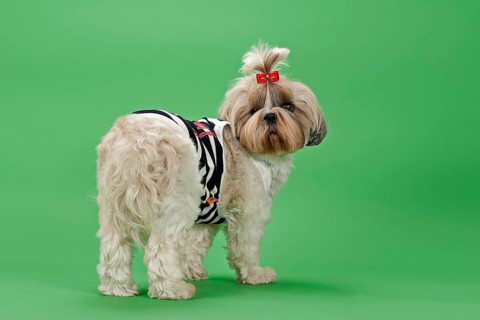 Shih-Tzu dog